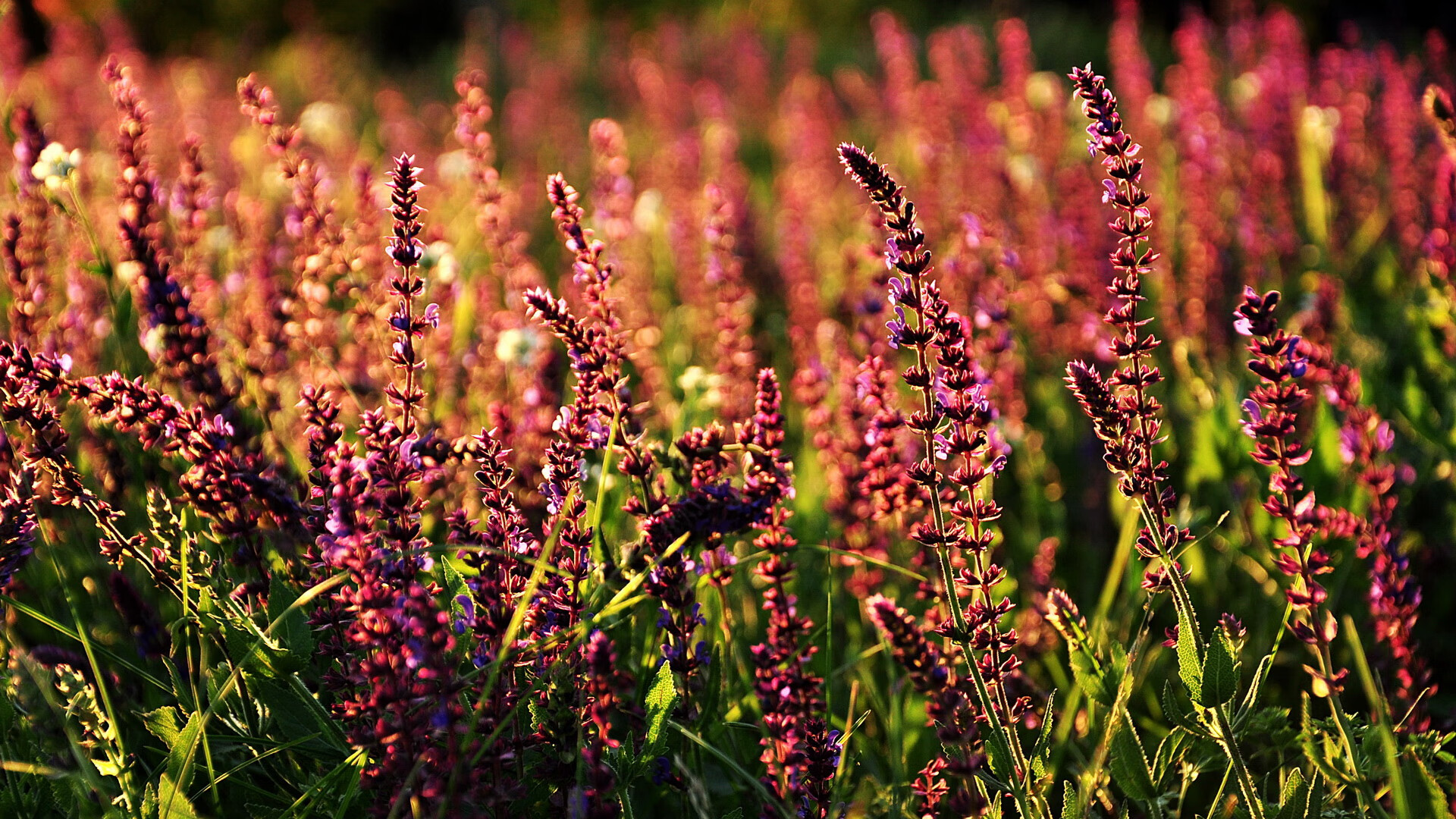 世俱杯足球赛事在线直播-利物浦经典高压再次上演，利物浦right to play